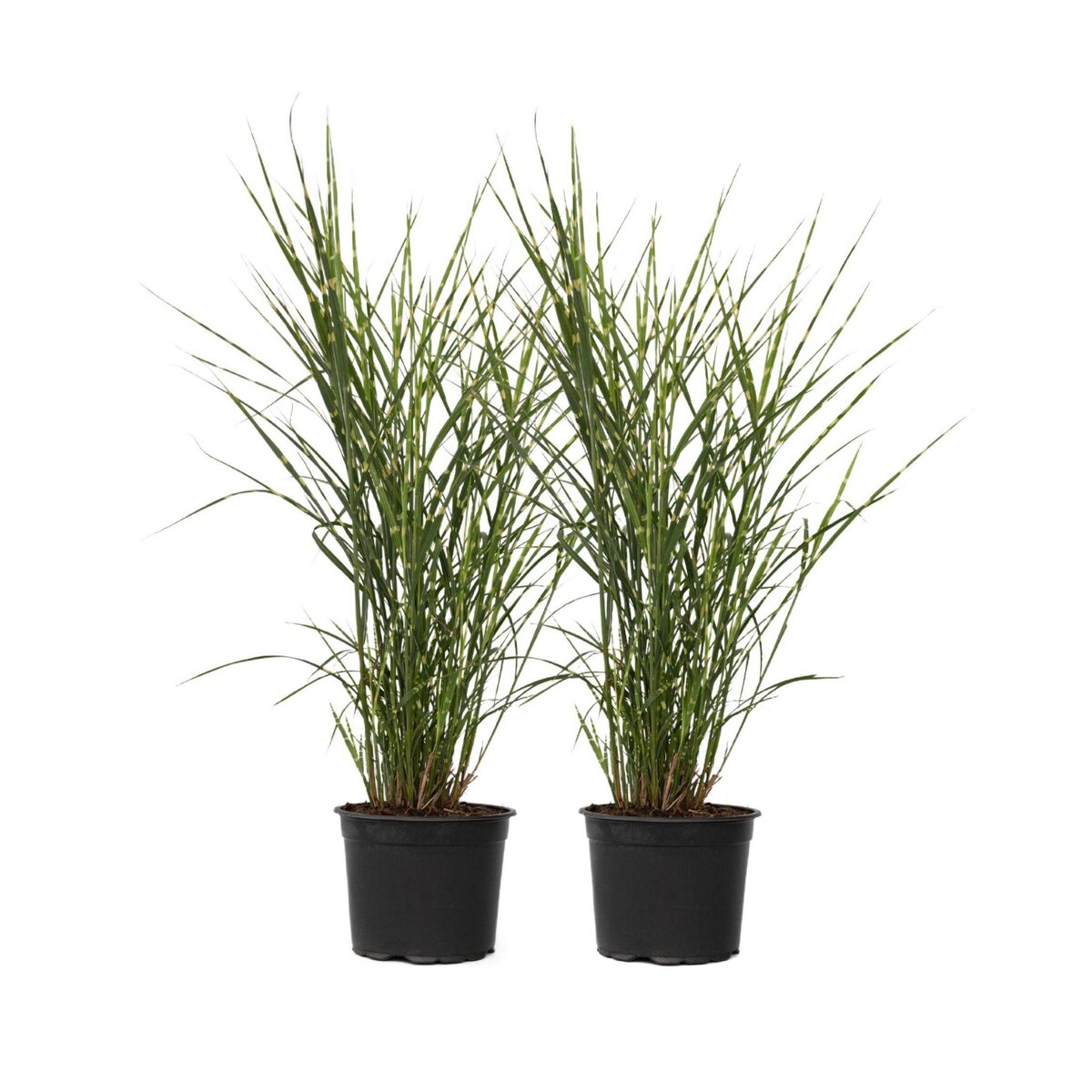 PLANT IN A BOX Roseau de Chine - Set de 2 - Miscanthus sinensis 'Zebrinus' - H20-30cm - ⌀23cm