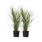 PLANT IN A BOX Roseau de Chine - Set de 2 - Miscanthus sinensis 'Zebrinus' - H20-30cm - ⌀23cm