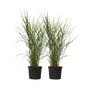 Voir la diapositive 1 : PLANT IN A BOX Roseau de Chine - Set de 2 - Miscanthus sinensis 'Zebrinus' - H20-30cm - ⌀23cm