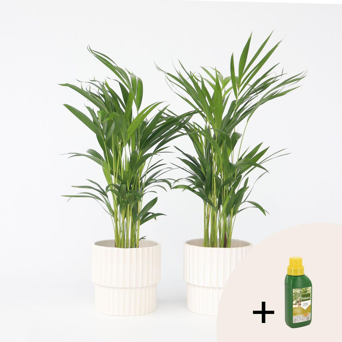 PLANT IN A BOX Palmier areca - Set de 2 - Dypsis lutescens - Hauteur 60-70cm - ⌀17cm