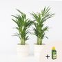 Voir la diapositive 6 : PLANT IN A BOX Palmier areca - Set de 2 - Dypsis lutescens - Hauteur 60-70cm - ⌀17cm