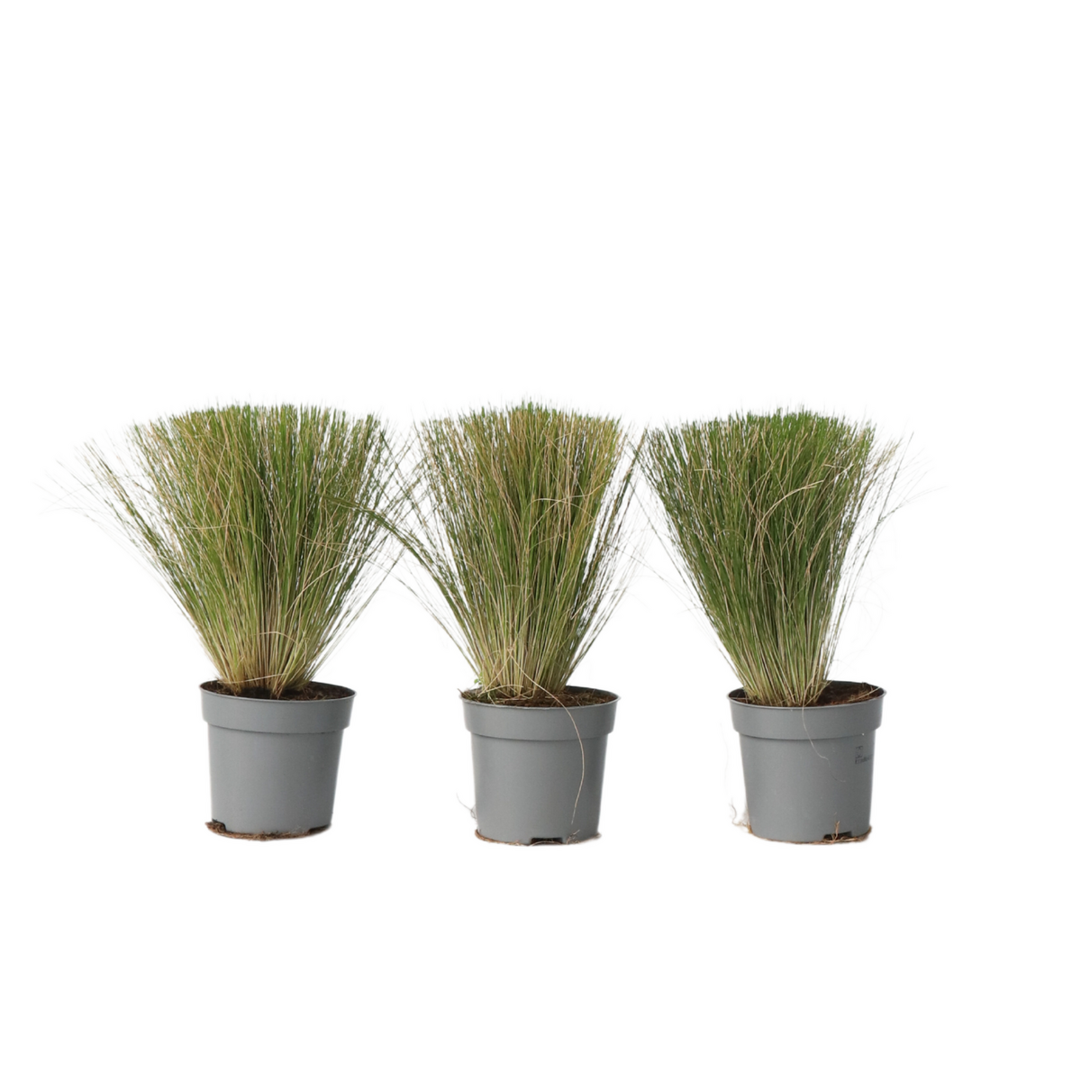 PLANT IN A BOX Herbe aux plumes - Set de 3 - Stipa tenuifolia 'Pony Tails' - H20-30cm - ⌀9cm