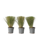 Voir la diapositive 1 : PLANT IN A BOX Herbe aux plumes - Set de 3 - Stipa tenuifolia 'Pony Tails' - H20-30cm - ⌀9cm