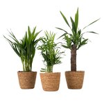 PLANT IN A BOX Lot de 3 mini palmiers avec paniers - Hauteur 25-40cm - ⌀12cm