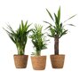 Voir la diapositive 1 : PLANT IN A BOX Lot de 3 mini palmiers avec paniers - Hauteur 25-40cm - ⌀12cm