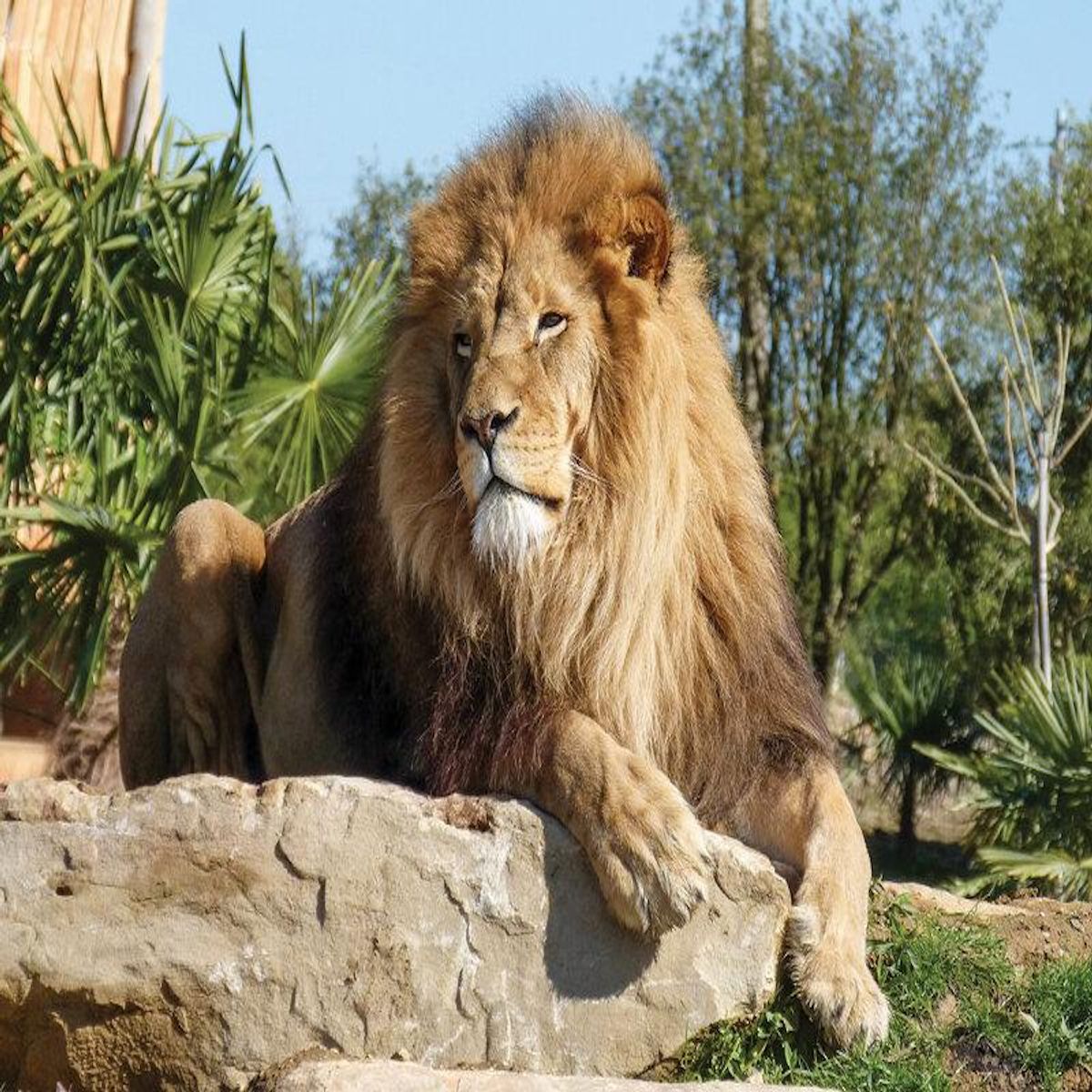 Smartbox Une journée au ZooParc de Beauval en 2026 pour 2 personnes - Coffret Cadeau Multi-thèmes
