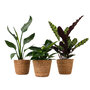 Voir la diapositive 1 : PLANT IN A BOX Lot de 3 plantes d'intérieur avec paniers - Hauteur 25-40cm - ⌀12cm