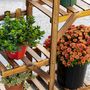 Voir la diapositive 5 : OUTSUNNY Étagère à fleurs en bois - porte plante bois 5 tablettes ornement petites barrières - dim. 60L x 30l x 130H cm - bois de sapin traité carbonisation