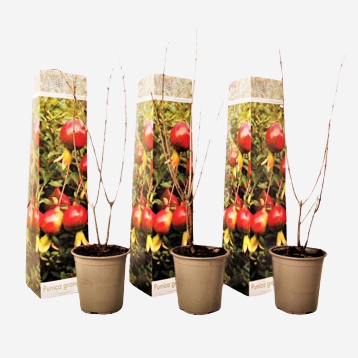 PLANT IN A BOX Grenadier - Set de 3 - Punica granatum - Hauteur 25-40cm - ⌀9cm