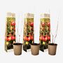 Voir la diapositive 5 : PLANT IN A BOX Grenadier - Set de 3 - Punica granatum - Hauteur 25-40cm - ⌀9cm