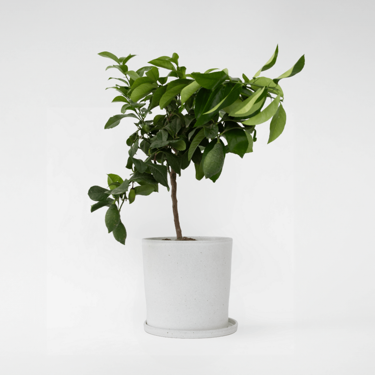 PLANT IN A BOX Citronnier - Citrus limon - Hauteur 60-70cm - ⌀19cm