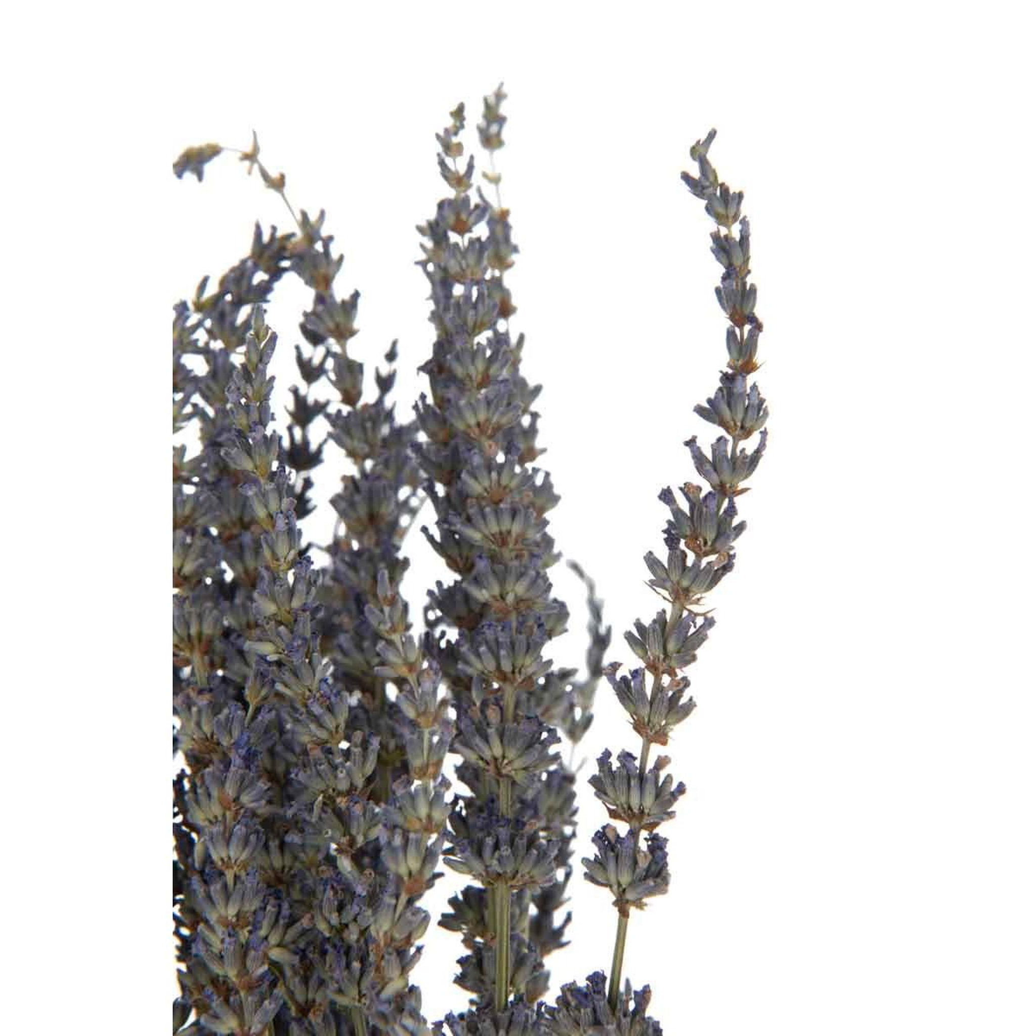 Voir la diapositive 2 : J-LINE Bouquet de fleurs séchées  lavande  73cm mauve