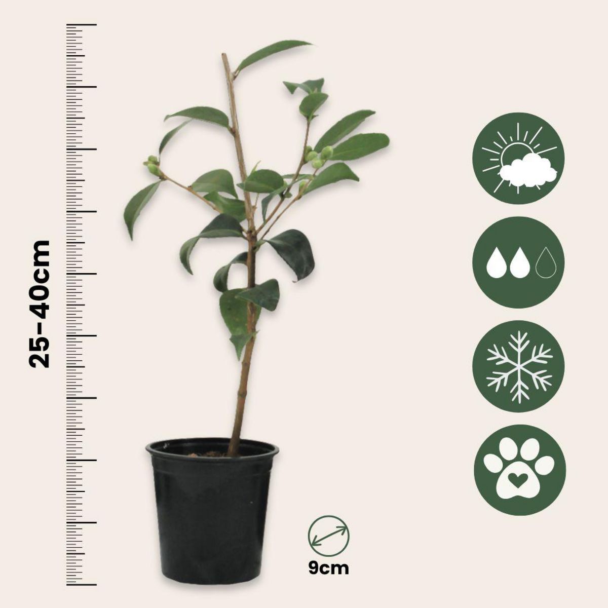 PLANT IN A BOX Camélia - Set de 3 - Camellia japonica - Hauteur 25-40cm - ⌀9cm