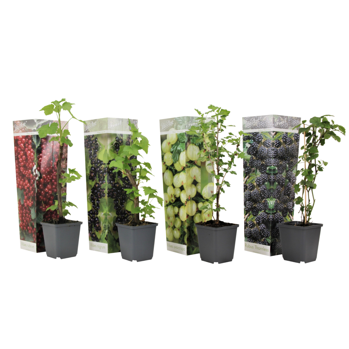 PLANT IN A BOX Mélange de baies - Set de 4 - Rubus, rubrum, Uva, Fructosus - H25-40cm - ⌀9cm