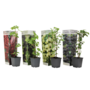 Voir la diapositive 1 : PLANT IN A BOX Mélange de baies - Set de 4 - Rubus, rubrum, Uva, Fructosus - H25-40cm - ⌀9cm