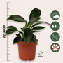 Voir la diapositive 2 : PLANT IN A BOX Mélange de plantes vertes d'intérieur - Set de 3 - Hauteur 25-40cm - ⌀12cm
