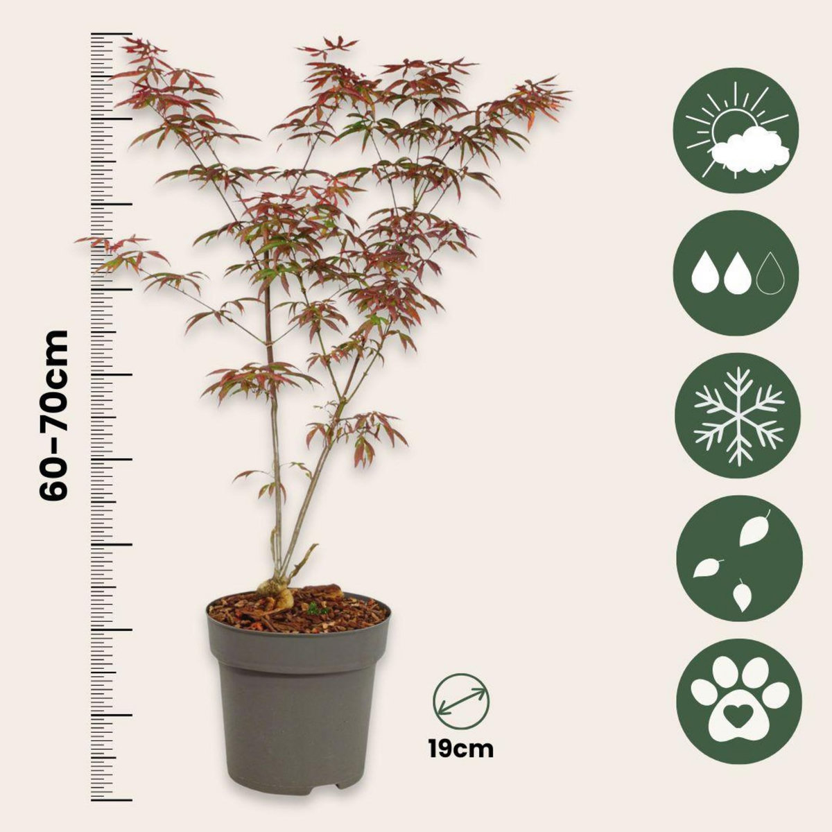 PLANT IN A BOX Érable du Japon - Set de 2 - Acer palmatum 'Starfish' - Hauteur 60-70cm - ⌀19cm