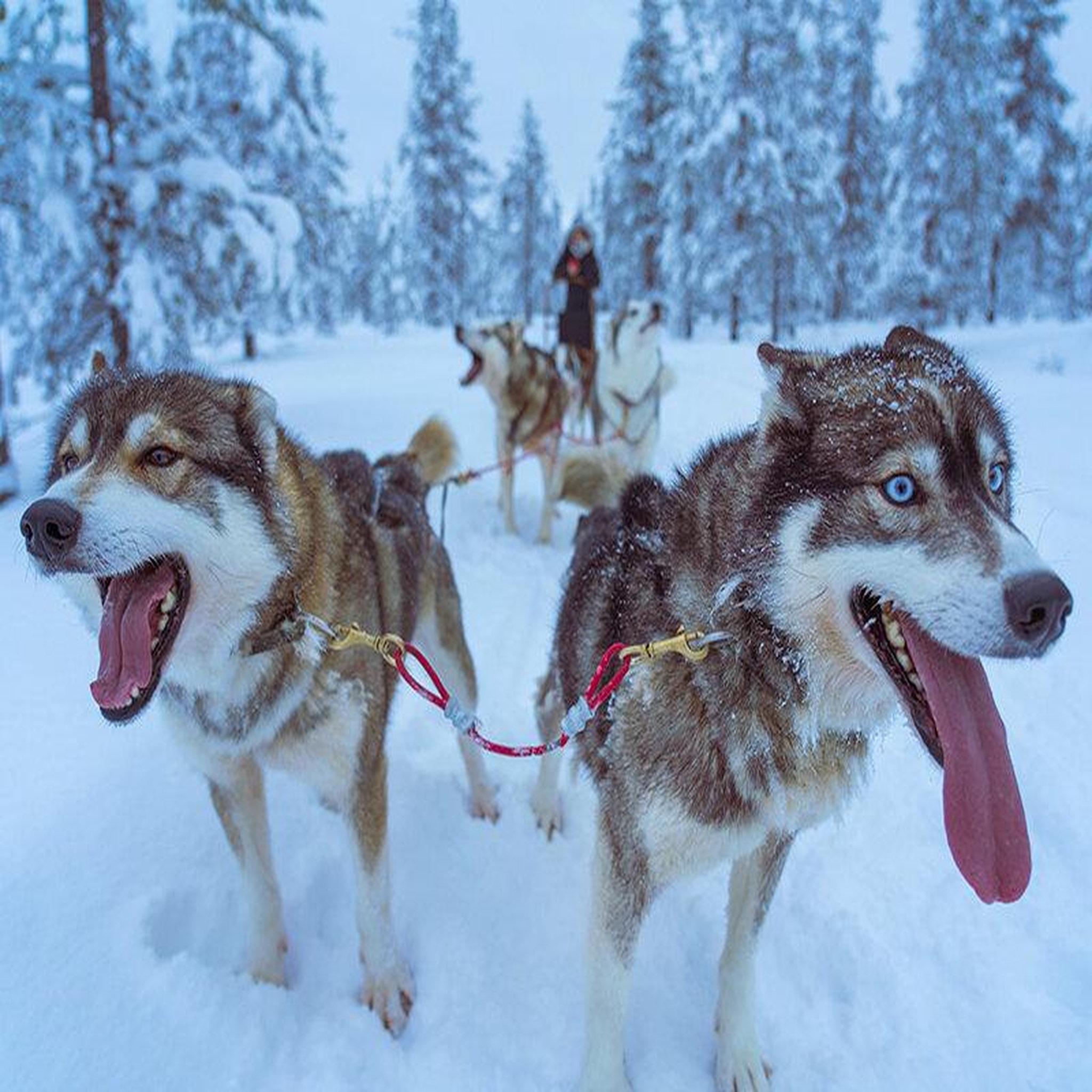 Voir la diapositive 4 : Smartbox Séjour en norvège : 4 jours avec aurores boréales et balade en chiens de traîneau pour 2 - coffret cadeau séjour