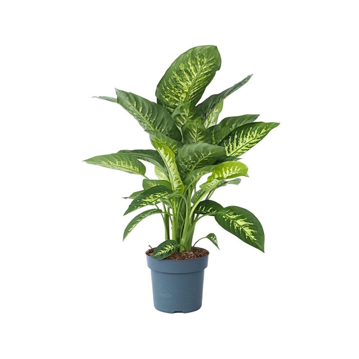 PLANT IN A BOX Cannes des muets - Dieffenbachia 'Tropic' - Hauteur 70-80cm - ⌀24cm
