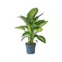 Voir la diapositive 1 : PLANT IN A BOX Cannes des muets - Dieffenbachia 'Tropic' - Hauteur 70-80cm - ⌀24cm