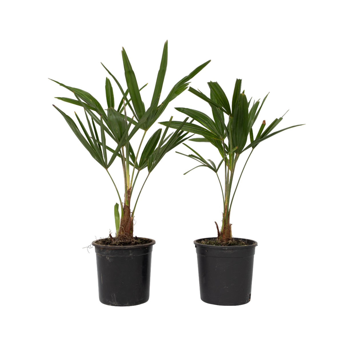 PLANT IN A BOX Palmier de Chine - Set de 2 - Trachycarpus Fortunei - Hauteur 35-45cm - ⌀15cm