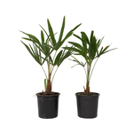 PLANT IN A BOX Palmier de Chine - Set de 2 - Trachycarpus Fortunei - Hauteur 35-45cm - ⌀15cm
