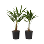 Voir la diapositive 1 : PLANT IN A BOX Palmier de Chine - Set de 2 - Trachycarpus Fortunei - Hauteur 35-45cm - ⌀15cm
