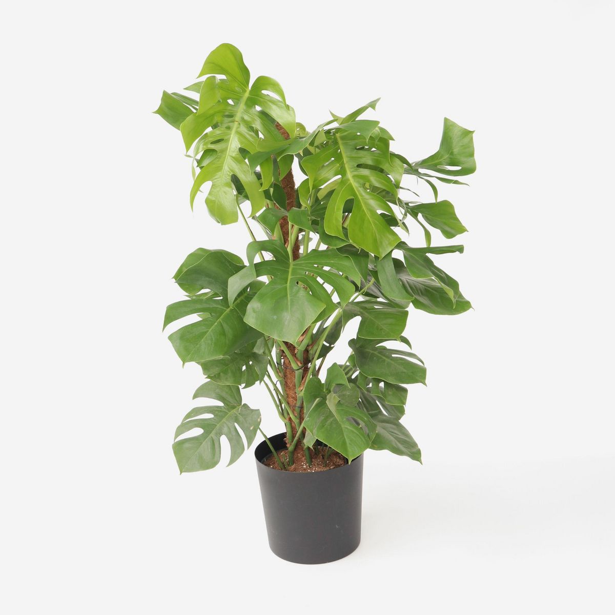 PLANT IN A BOX Plante à trous - Monstera deliciosa - Hauteur 120-130cm - ⌀24cm