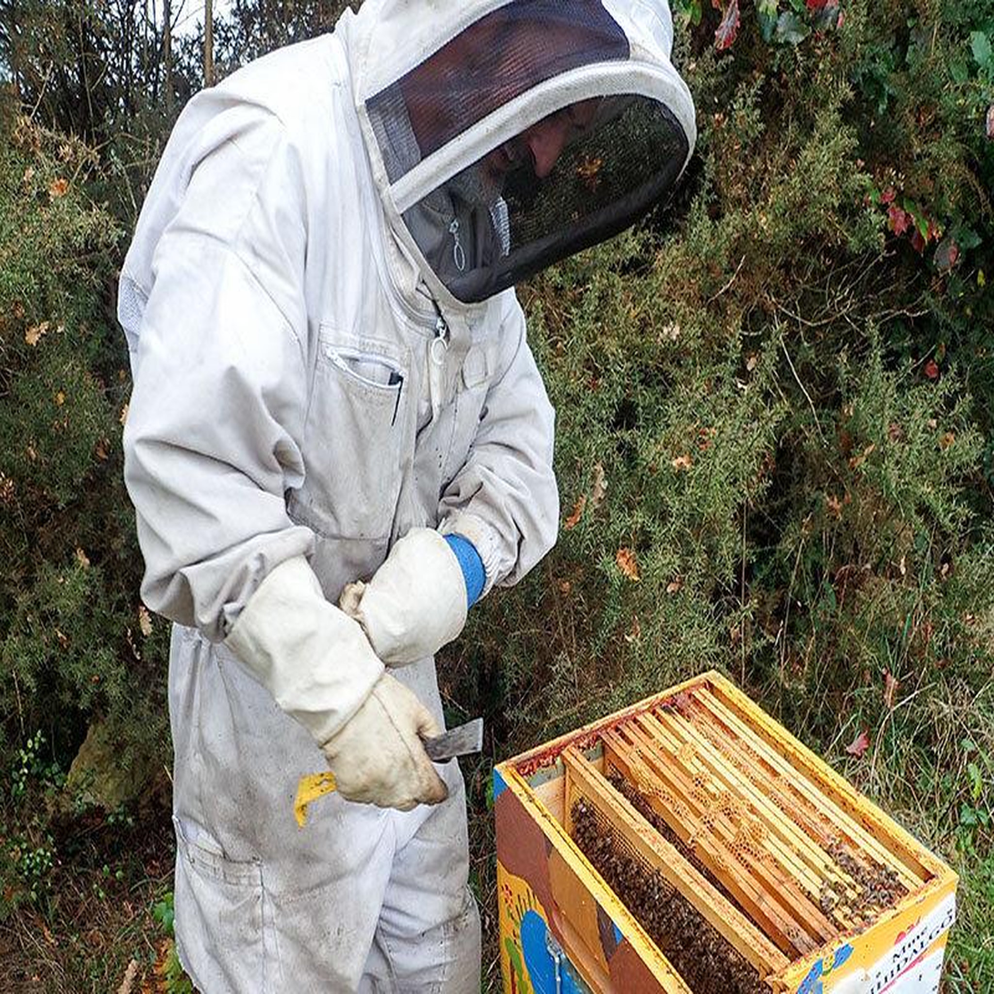 Voir la diapositive 3 : Smartbox Parrainage d'une ruche pour préserver la biodiversité et réaliser un acte citoyen et écologique - coffret cadeau gastronomie