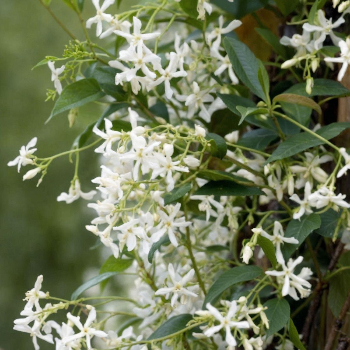 PLANT IN A BOX Jasmin étoilé - Set de 3 - Trachelospermum jasminoides - Hauteur 25-40cm - ⌀9cm