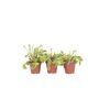 Voir la diapositive 1 : PLANT IN A BOX Vénus attrape-mouches - Set de 6 - Dionaea muscipula - Hauteur 5-15cm - ⌀5,5cm