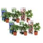 Voir la diapositive 1 : PLANT IN A BOX Hortensia - Set de 6 - Hydrangea macrophylla - Hauteur 25-40cm - ⌀10,5cm