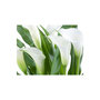 Voir la diapositive 2 : Paris Prix Papier Peint  Bouquet de Fleurs Callas
