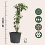 Voir la diapositive 2 : PLANT IN A BOX Trompette des Anges - Set de 6 - Brugmansia - Hauteur 25-40cm - ⌀9cm
