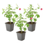 Voir la diapositive 1 : PLANT IN A BOX Mauve du Cap - Set de 3 - Anisodontea capensis 'El Rayo' - H25-40cm - ⌀9cm