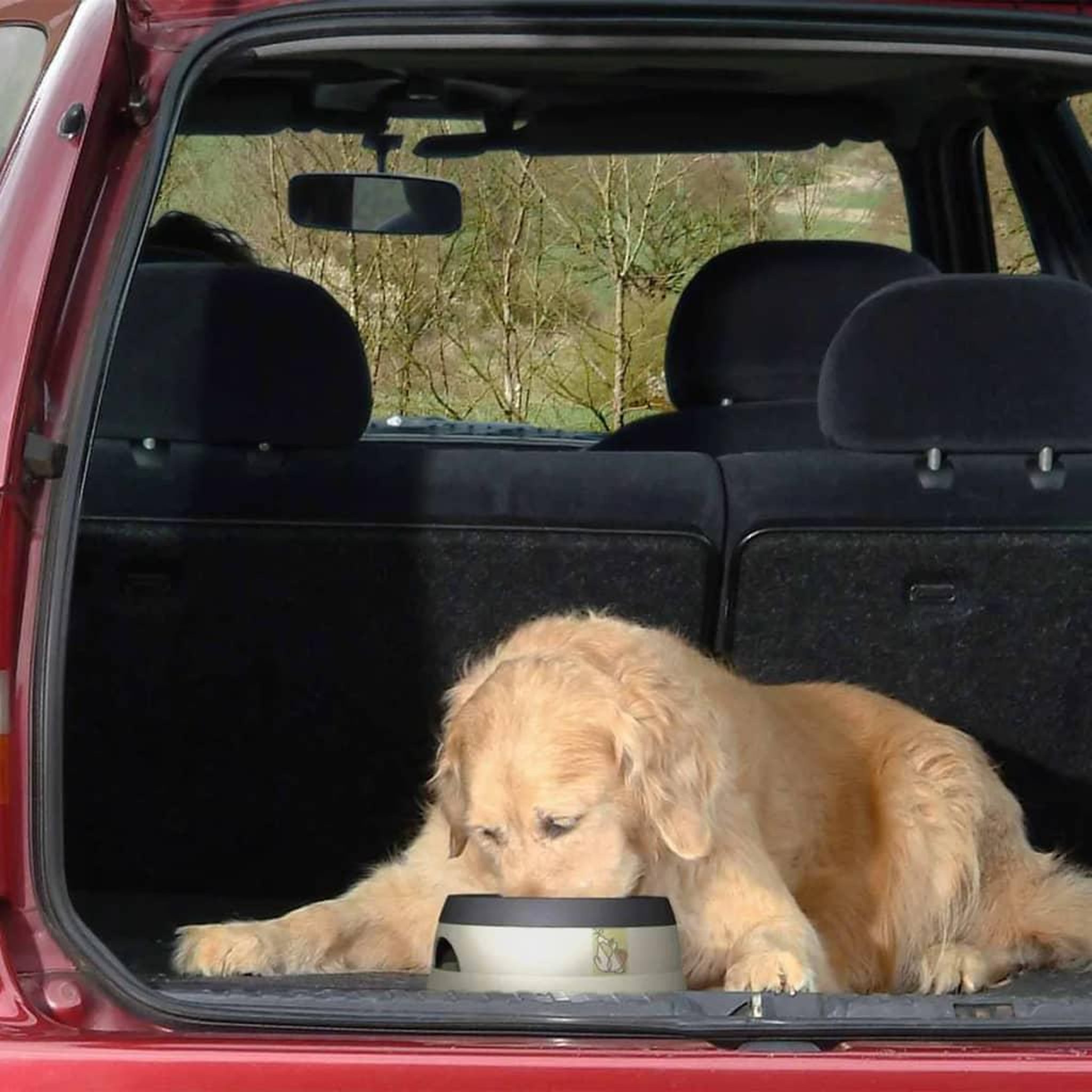 Voir la diapositive 4 : Road Refresher Road Refresher Bol a eau pour animaux de compagnie L Gris LGRR