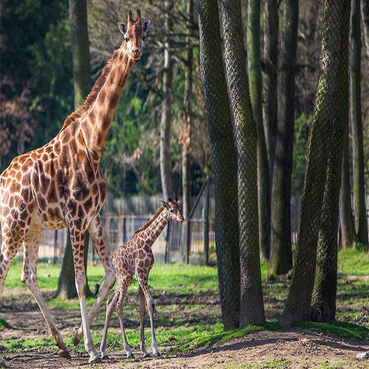 Smartbox Journée zoo en famille pour 1 adulte et 2 enfants au Safari de Peaugres - Coffret Cadeau Sport & Aventure