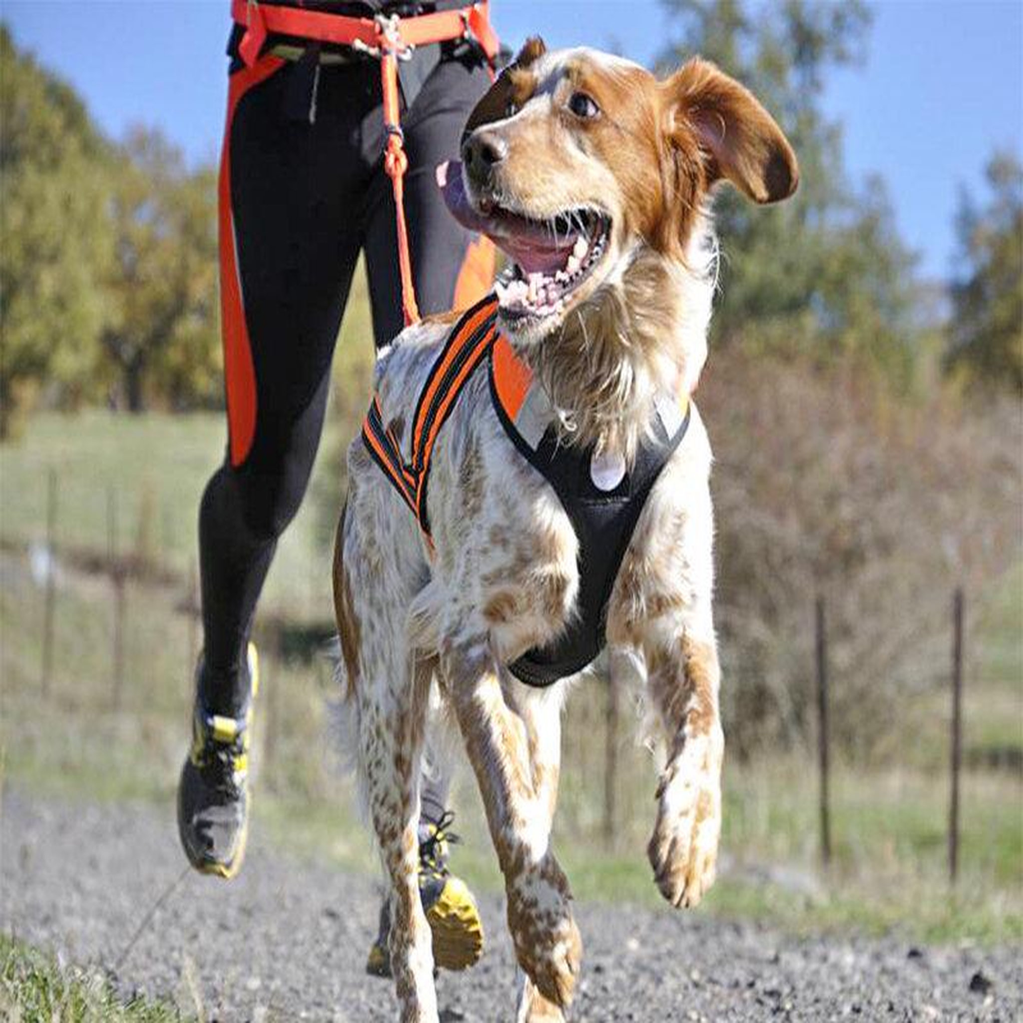 Voir la diapositive 2 : Smartbox 2h de Cani-Balade inoubliable pour 1 adulte et 1 enfant près de Valence - Coffret Cadeau Sport & Aventure