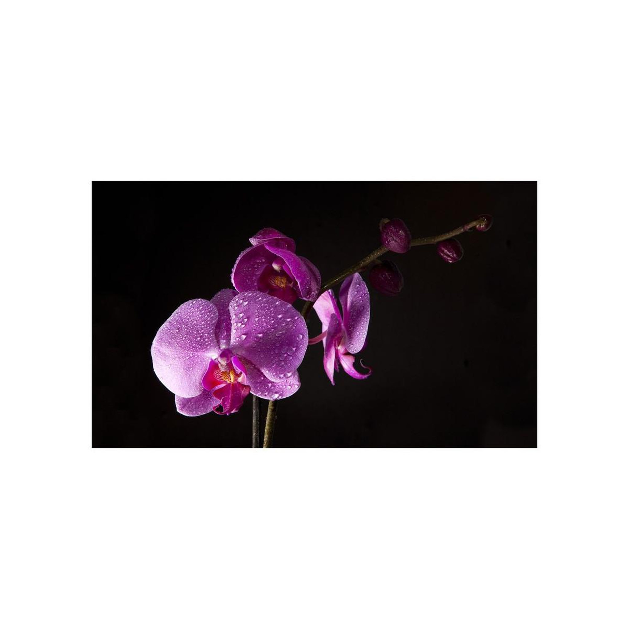 Voir la diapositive 2 : Paris Prix Papier peint  de bon goût orchidée ii  270x450cm