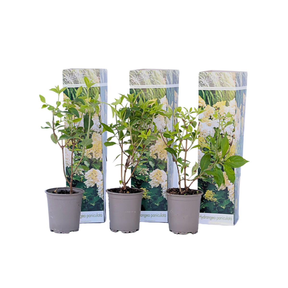 PLANT IN A BOX Hortensia - Set de 3 - Hydrangea paniculata 'Phantom' - Hauteur 25-40cm - ⌀9cm