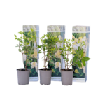 PLANT IN A BOX Hortensia - Set de 3 - Hydrangea paniculata 'Phantom' - Hauteur 25-40cm - ⌀9cm