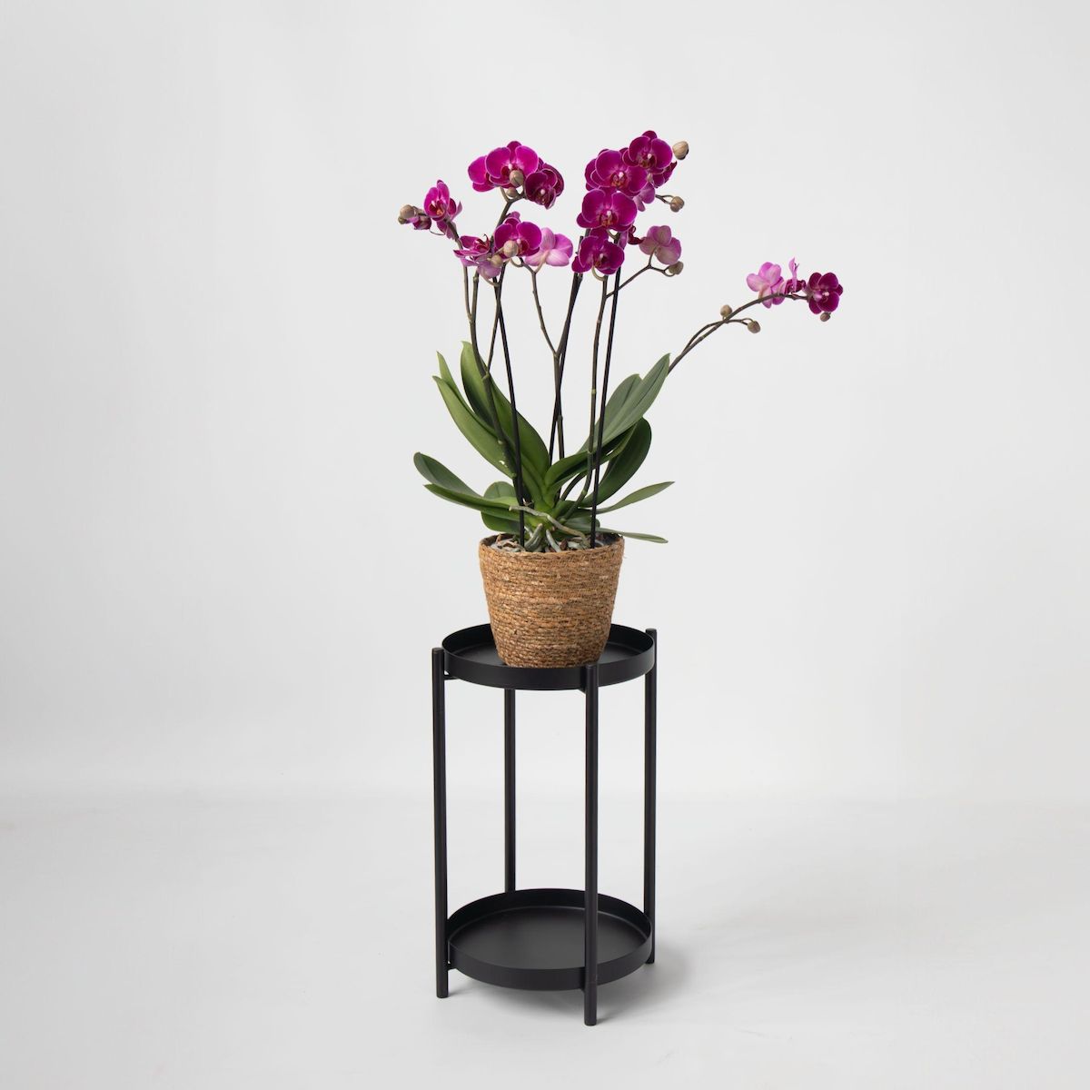 PLANT IN A BOX Orchidée papillon - Phalaenopsis Multiflora avec panier - Hauteur 35-45cm -⌀12cm