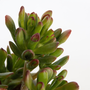 Voir la diapositive 2 : PLANT IN A BOX Plante de Jade - Crassula ovata 'Gollum' - Hauteur 15-25 cm - Pot 12 cm