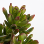 Voir la diapositive 2 : PLANT IN A BOX Plante de Jade - Crassula ovata 'Gollum' - Hauteur 15-25 cm - Pot 12 cm