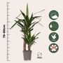 Voir la diapositive 2 : PLANT IN A BOX Pied d'éléphant - Set de 2 - Yucca elephantipes - Hauteur 70-80cm - ⌀17cm