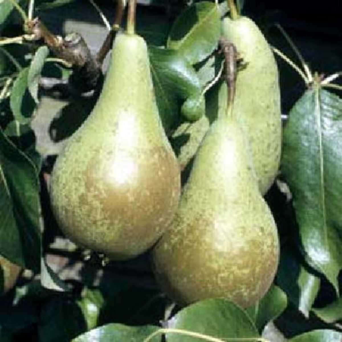 Pyrus communis 'Conference'