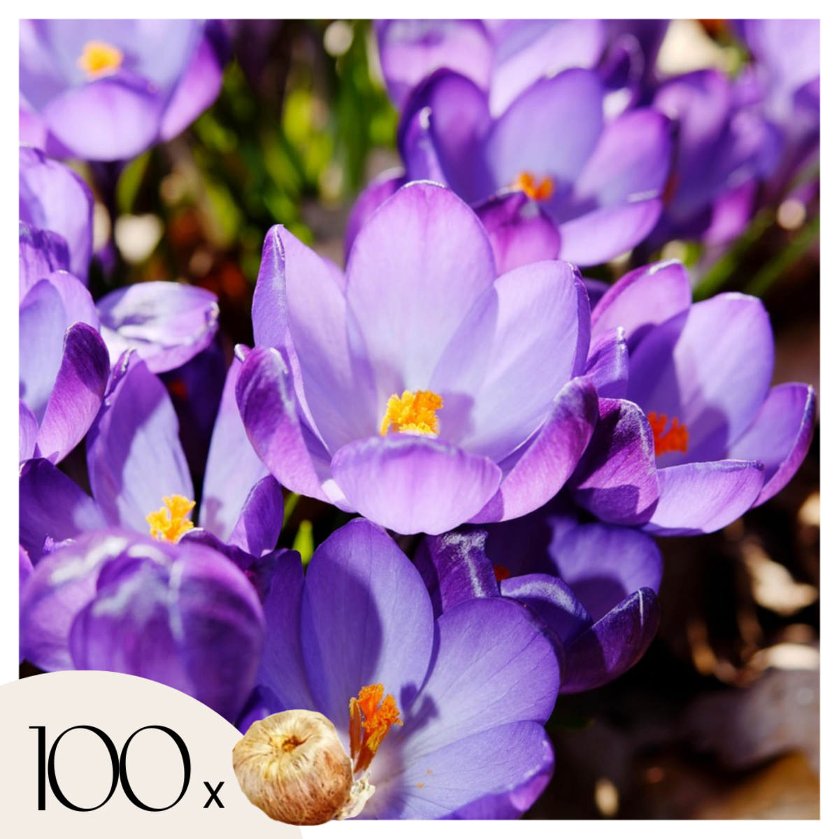 PLANT IN A BOX Fleur printanière - Set de 100 - Crocus 'Ruby Giant' - Bulbes à fleurs - Violet