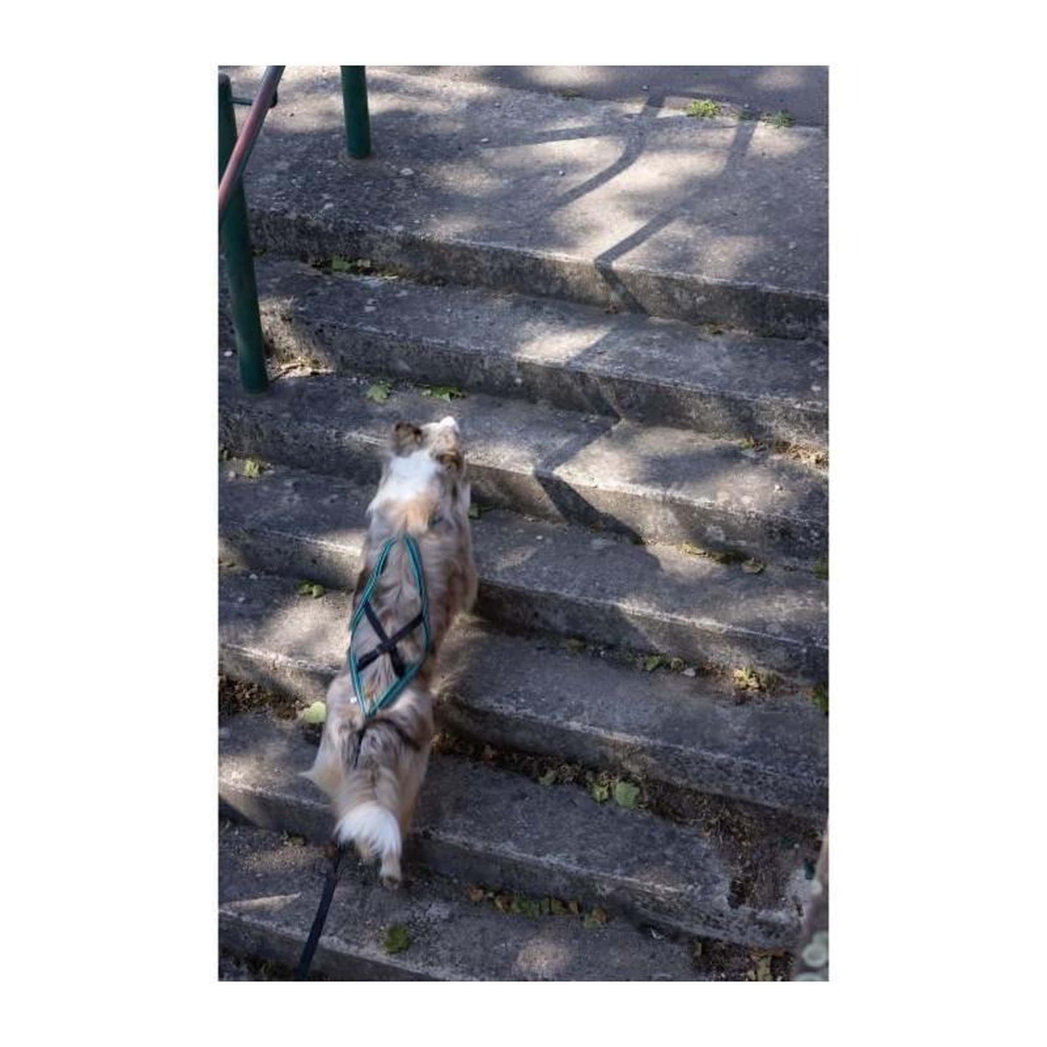 Voir la diapositive 5 : Harnais de traction pour chien - OLYMPIA - XXS - Type X-back - Bleu