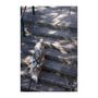 Voir la diapositive 5 : Harnais de traction pour chien - OLYMPIA - XXS - Type X-back - Bleu