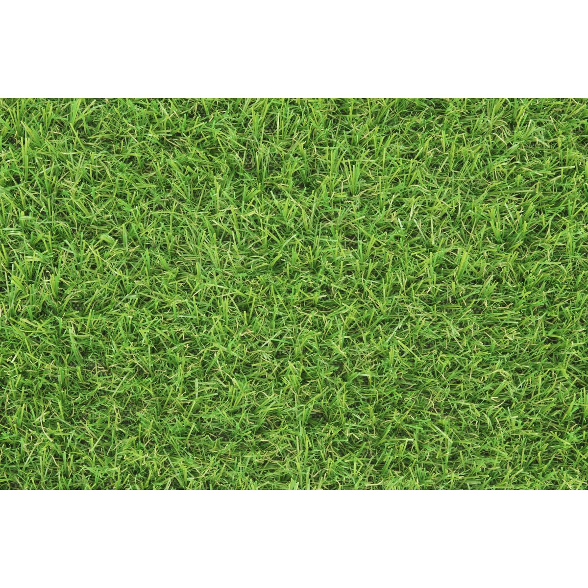 EXELGREEN Gazon synthétique Swift 1m x 3m épaisseur 20 mm 